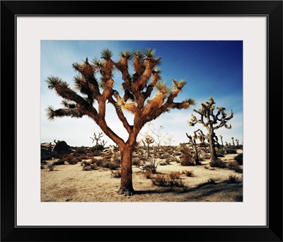 Joshua Tree in desert