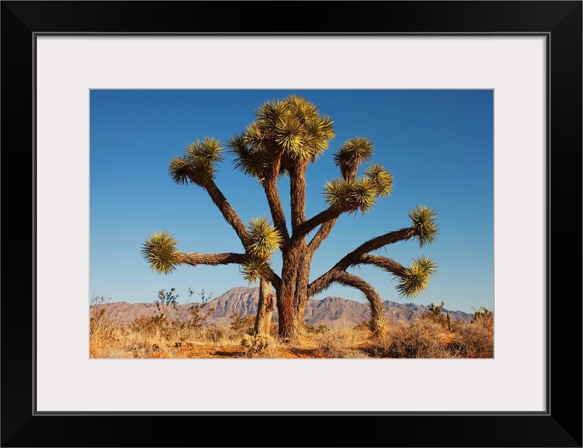 Joshua tree in desert with blue sky