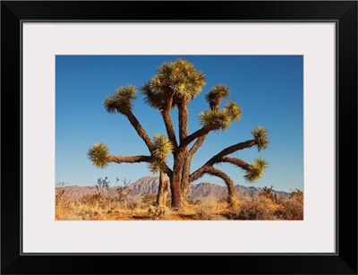 Joshua tree in desert with blue sky