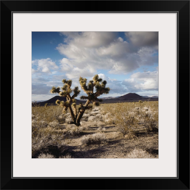 Joshua Tree in Landscape