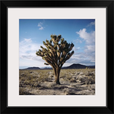 Joshua Tree in Landscape