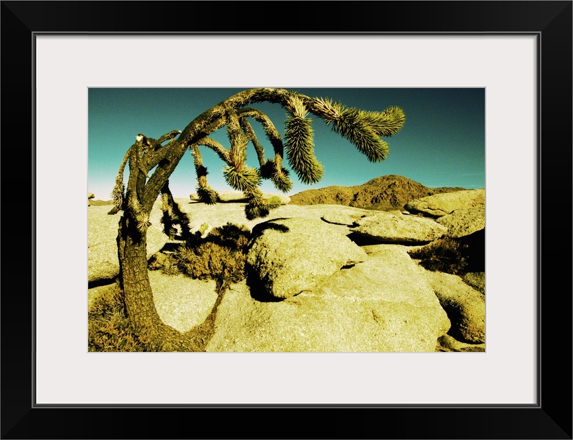 Joshua Tree in Mojave National Preserve