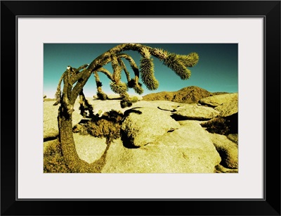 Joshua Tree in Mojave National Preserve