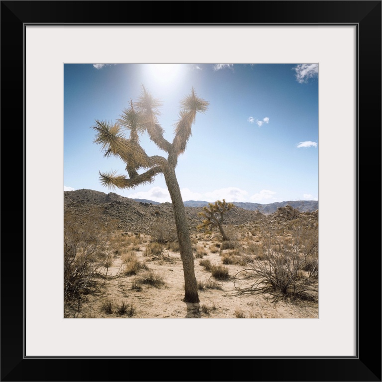 Joshua Tree in Sunlight