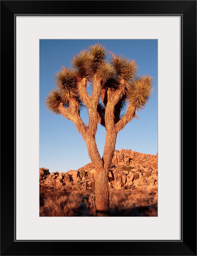 Joshua Tree In Sunlight