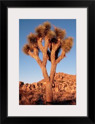 Joshua Tree In Sunlight