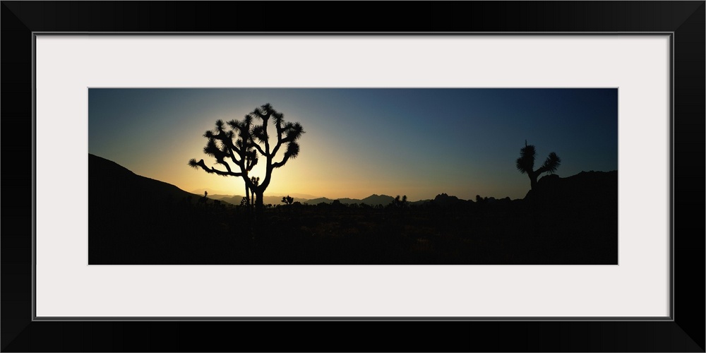 Joshua Tree National Park at sunrise