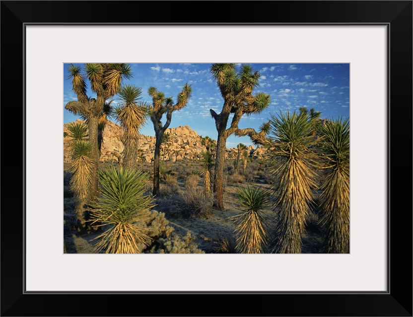 Joshua Tree National Park, Mohave Desert