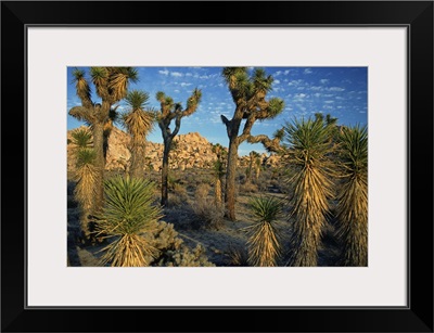 Joshua Tree National Park, Mohave Desert