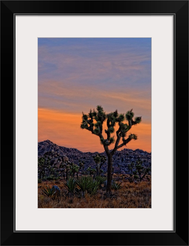 A dawn shot of the Joshua trees and Yucca and rocky hills against an orange sky before the sun rose above the horizon. Jos...