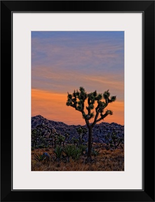 Joshua Tree Sunrise