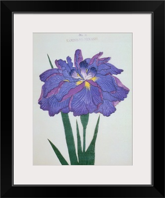 Kamiyo-No Mukashi Book Illustration Of A Blue And Purple Iris