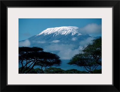 Kilimanjaro And Acacia Trees