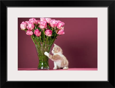 Kitten pawing vase of roses