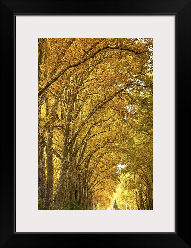 Lane of plane trees.