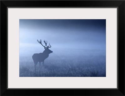Large adult red deer stag standing in night mist, UK.