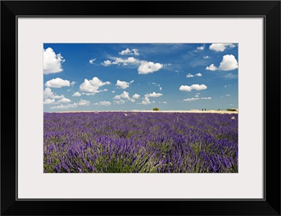 Lavender field against blue sky.