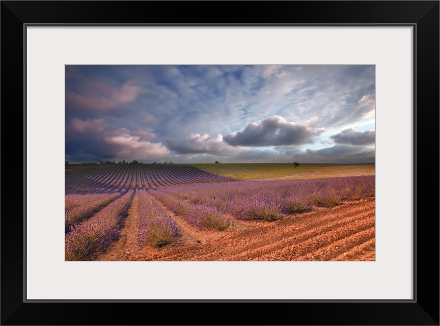 Lavender, field at sunset Valensole, France, Europe.