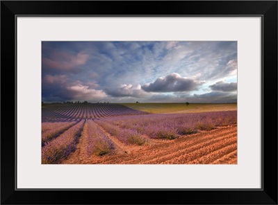 Lavender field at sunset, Valensole, France