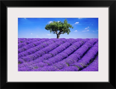 Lavender field in summer with one tree. Haute Provence, France