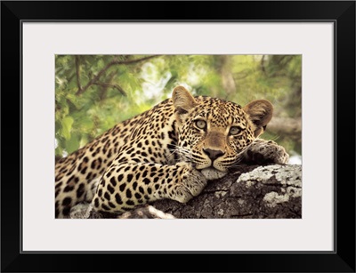 Leopard (Panthera pardus) lying in tree