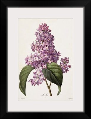 Lilacs By Pierre Joseph Redoute