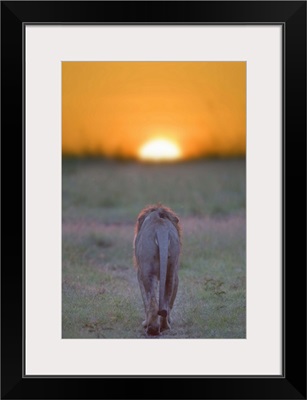 Lion walking towards the sunset, Kenya, Masai Mara