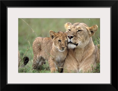 Lioness (Panthera leo) with cubs lying on grass, Kenya