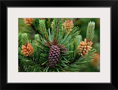 Lodgepole Pine Branch With Cones