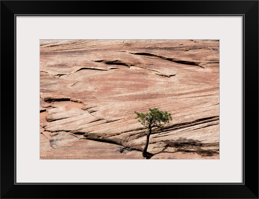 Lone Tree Growing In Rock Formation