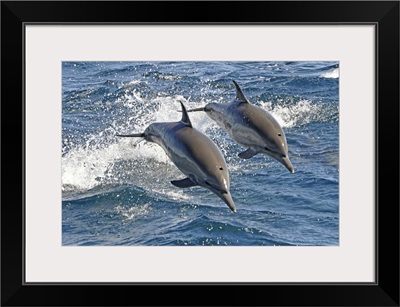 Long-beaked Common Dolphins, a highly energetic and acrobatic species