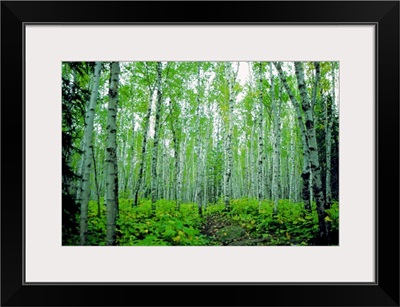 Low angle view of birch trees in a forest, Minnesota, USA