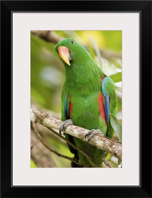Male Eclectus Parrot, Papua New Guinea, Oro Province