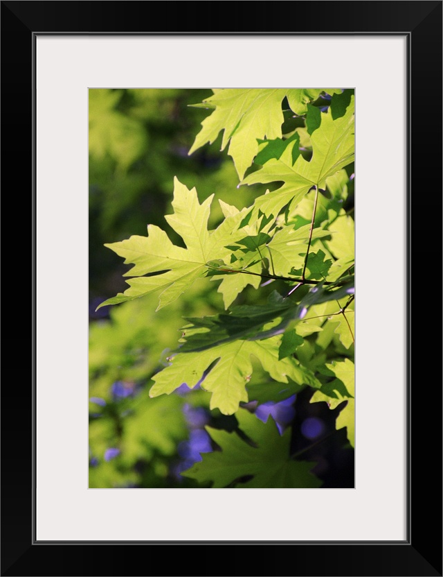 Maple leaves in spring