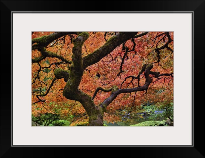 Japanese lace leaf maple tree fall colors at Portland Japanese Garden in Autumn in Portland Oregon.