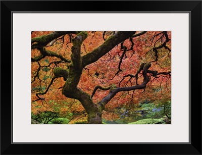 Maple tree at portland Japanese garden in fall