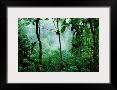 Mist Rising In Rainforest