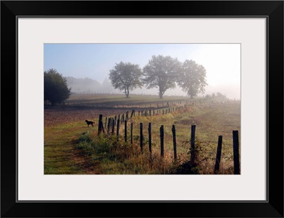 Misty morning on dog walk in Limousin countryside.