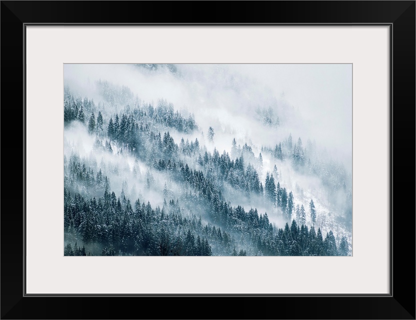 Thick fog over a pine forest during winter.