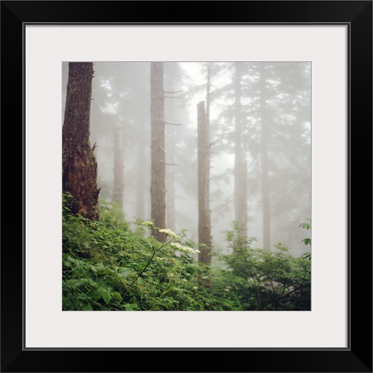 Misty woods in forest.