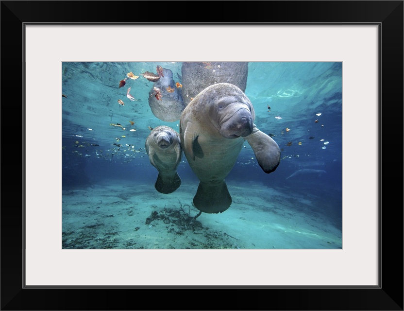 A mother and baby manatee are photographed just under the surface of water.
