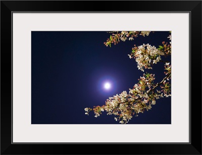 Moon and cherry blossoms.