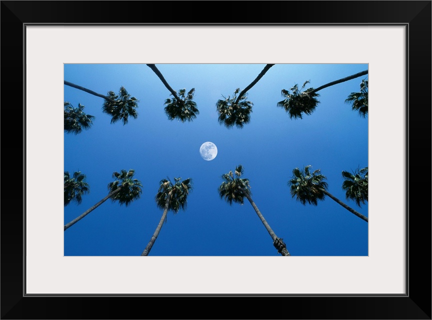 Moon between rows of palm trees, Hollywood, Los Angeles, California, USA