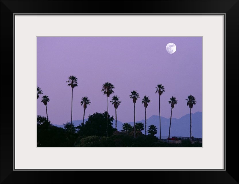 Moon over palm trees at dusk, Hollywood, Los Angeles, California, USA