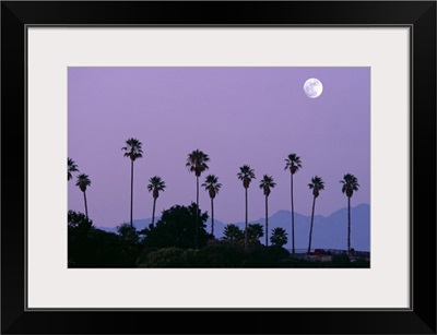 Moon over palm trees at dusk, Hollywood, Los Angeles, California, USA