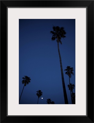 Moonrise over palm trees in Ocean Beach, San Diego, California, USA.
