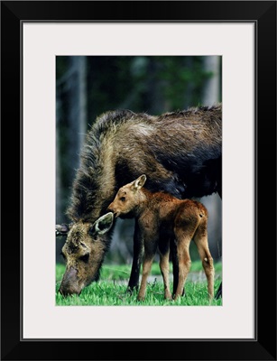 Moose and calf, Yellowstone National Park, Wyoming