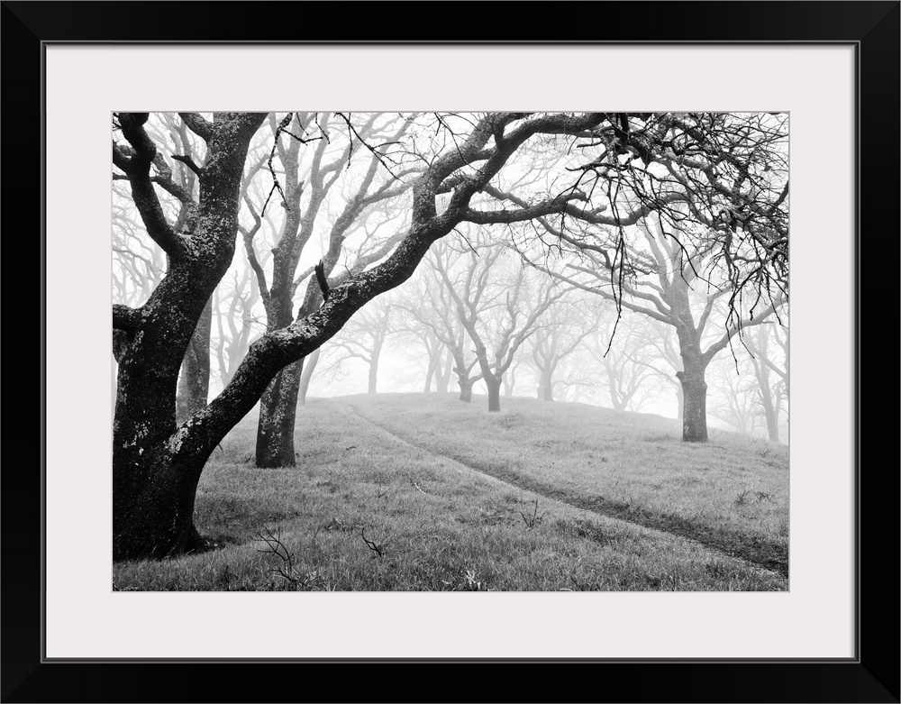 Morning fog and rain in forest on Mt. Diablo.