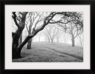 Morning fog and rain in forest on Mt. Diablo.