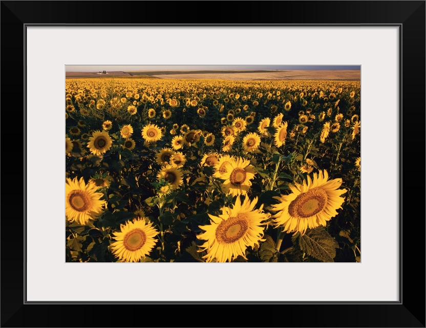 Morning Light On A Sunflower Field